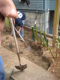 Bamboo Removal